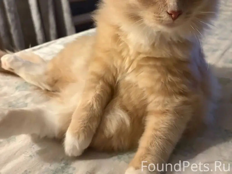 Пропал котенок(6 месяцев),рыже...
