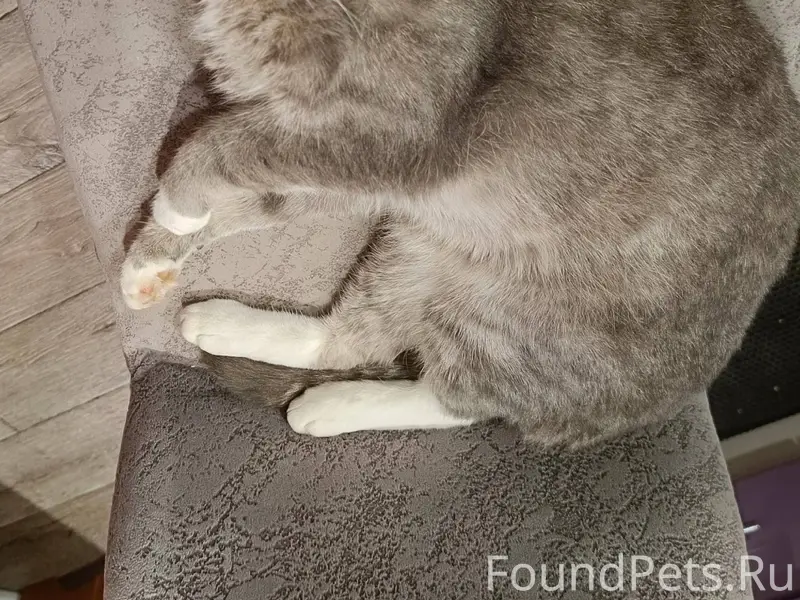 Пропал кот, по улице Партизанс...