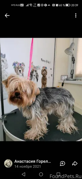 Потерялась собака 01.12.2025 о...