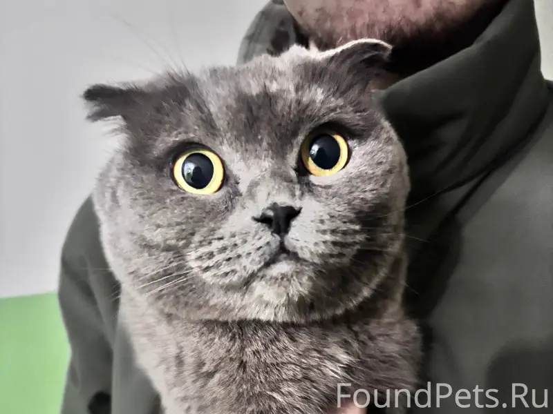 Наден кот или кошка по адресу....