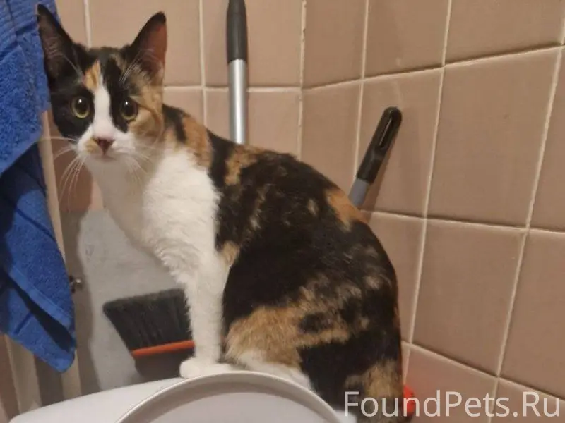 Пропала кошка, окрас трехцветн...