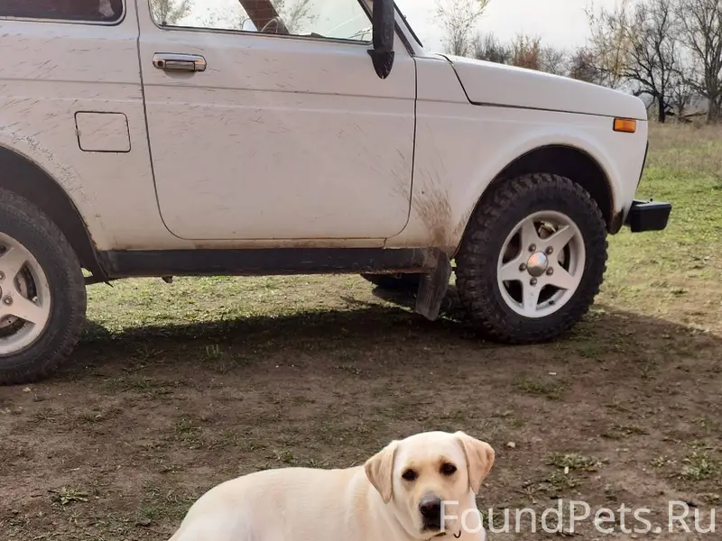 Пропала собака лабрадор девочк...