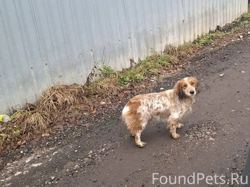 ‼ПОТЕРЯШКА️‼️ Село Загорново, ...