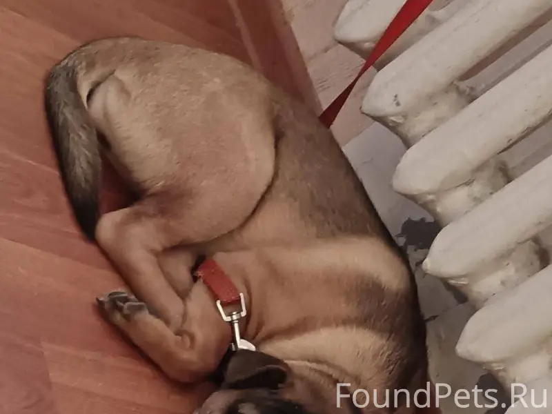 Пропала собака, щенок 6 месяце...