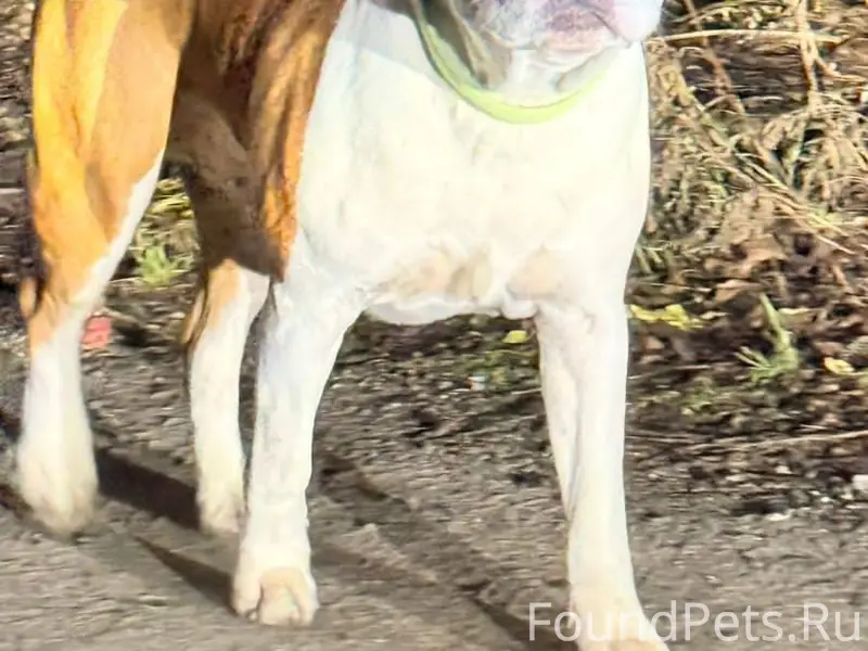 Чья собака потерялась! Бегает ...