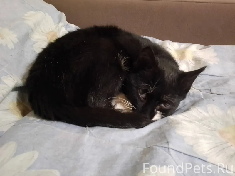 Найден котенок в копаево на ос...