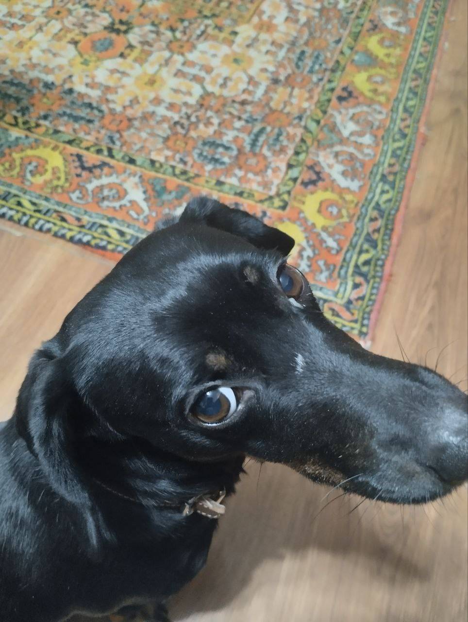 Добрый вечер. Была найдена соб...