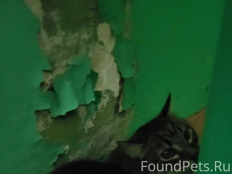 Гастелло 2. Найден кот/кошка. ...