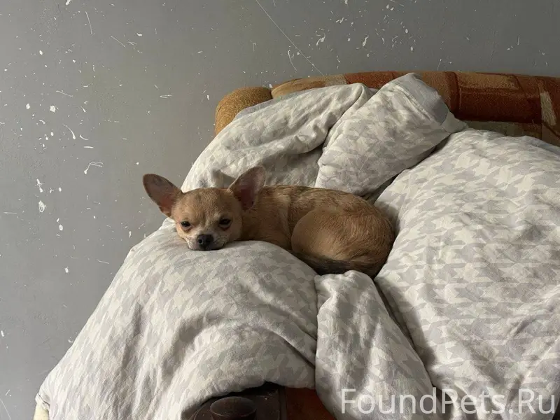 Этого собакена зовут Сырник Он...