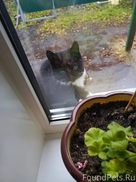 Пропал кот возле дорожной орга...