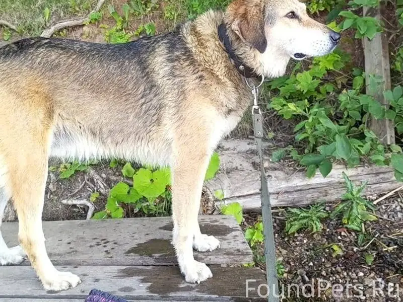 Пропала собака порода Русская ...