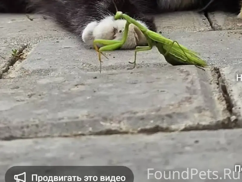 Пропала кошка 