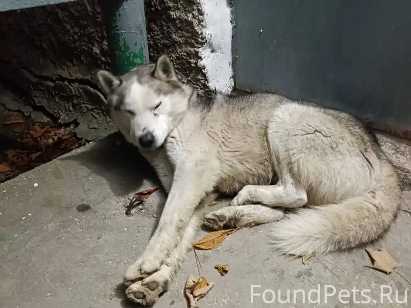 Спит на улице Гарнаева дом 69....