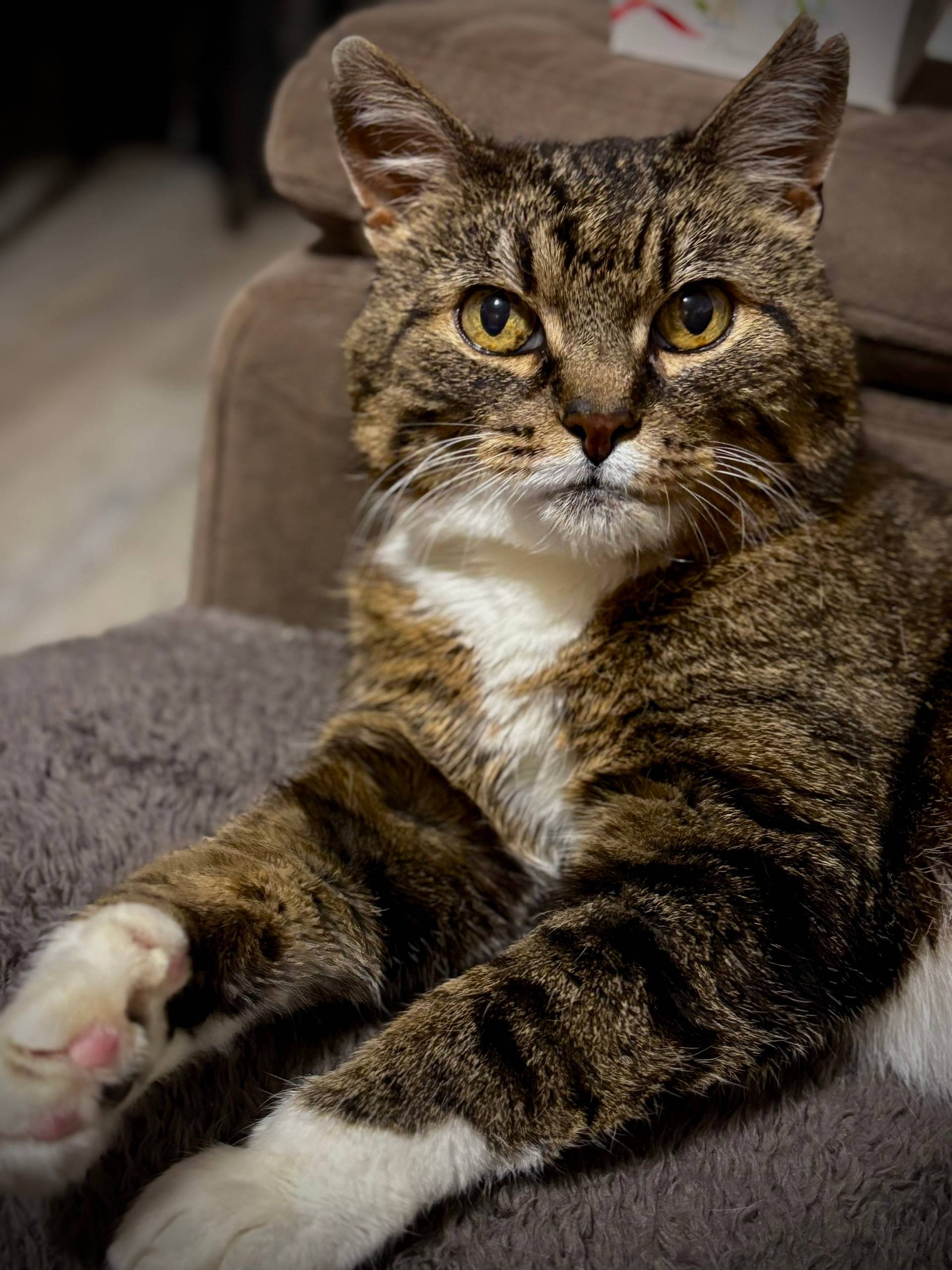 Наша любимая кошка Ара. Ей 15....