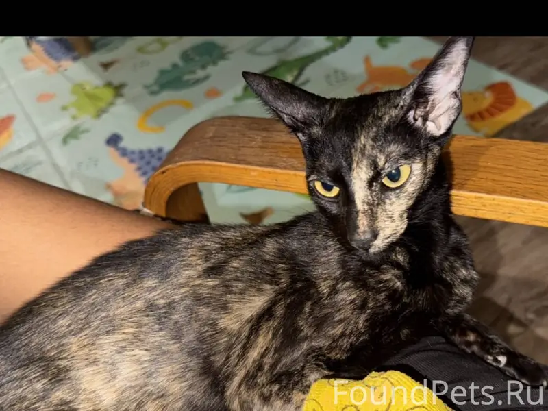 Пропала кошка , зовут Багира ....