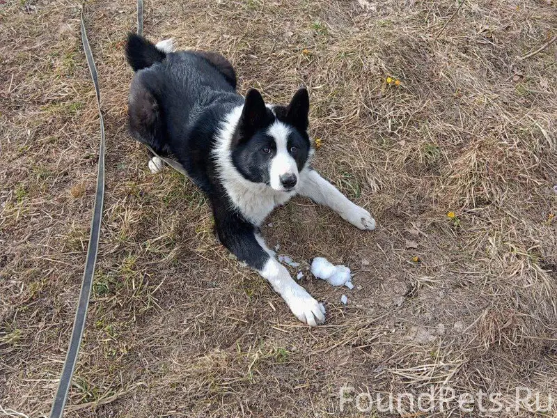 29.11.2025г. в деревне Ивлево....