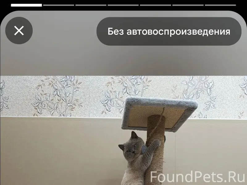 Доброе утро, пропал кот с част...