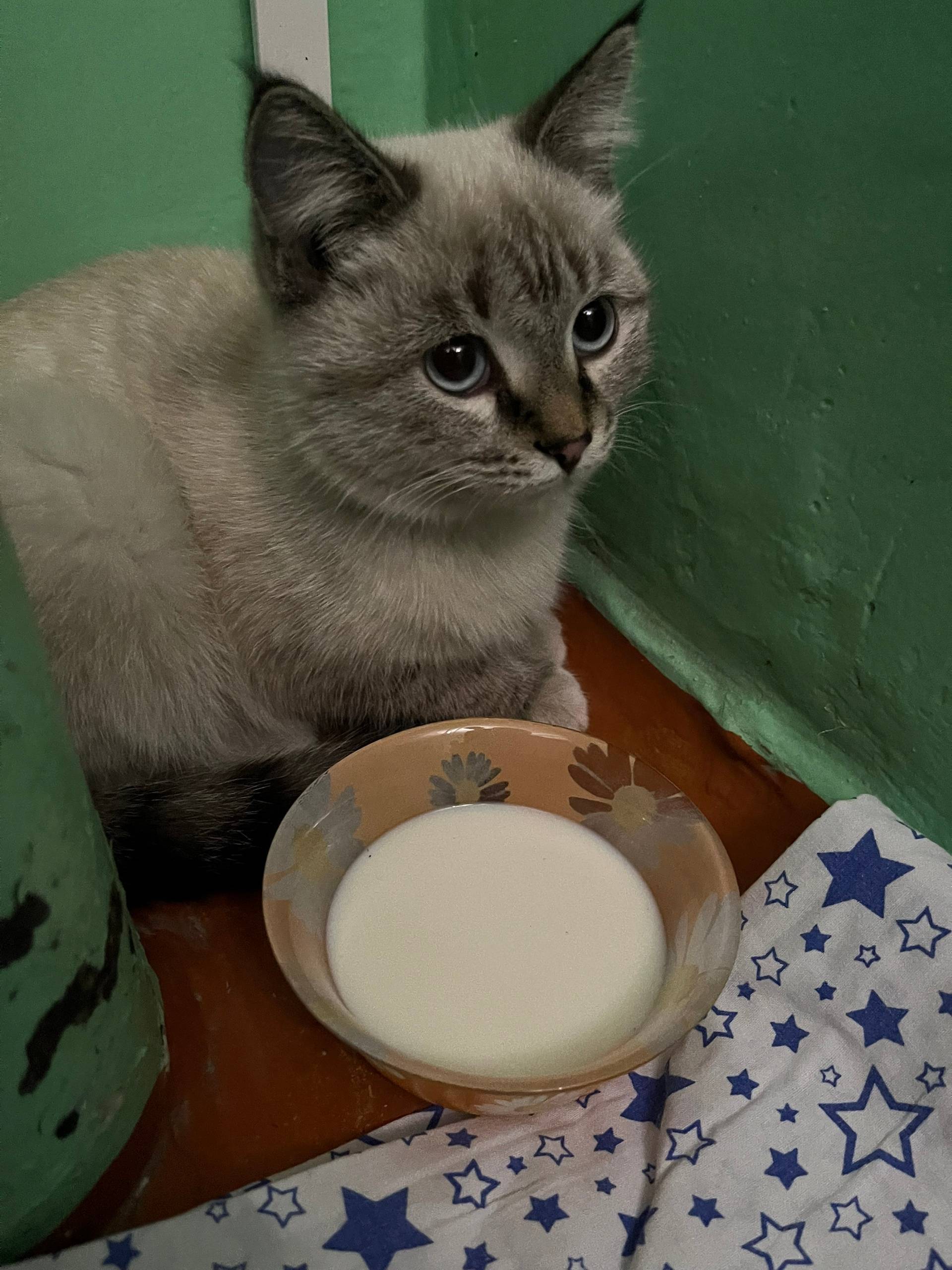 Добрый вечер!Найдена кошка-дев...