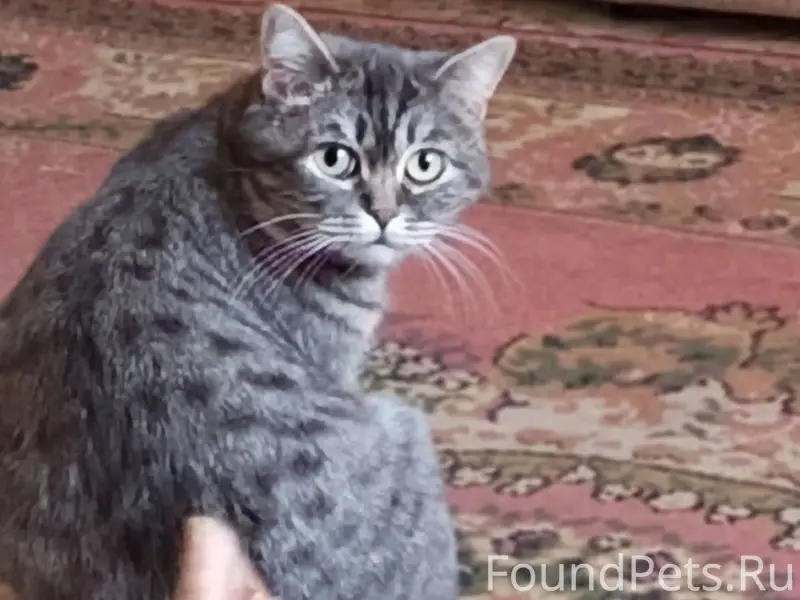 Пропала кошка район Октябрьски...