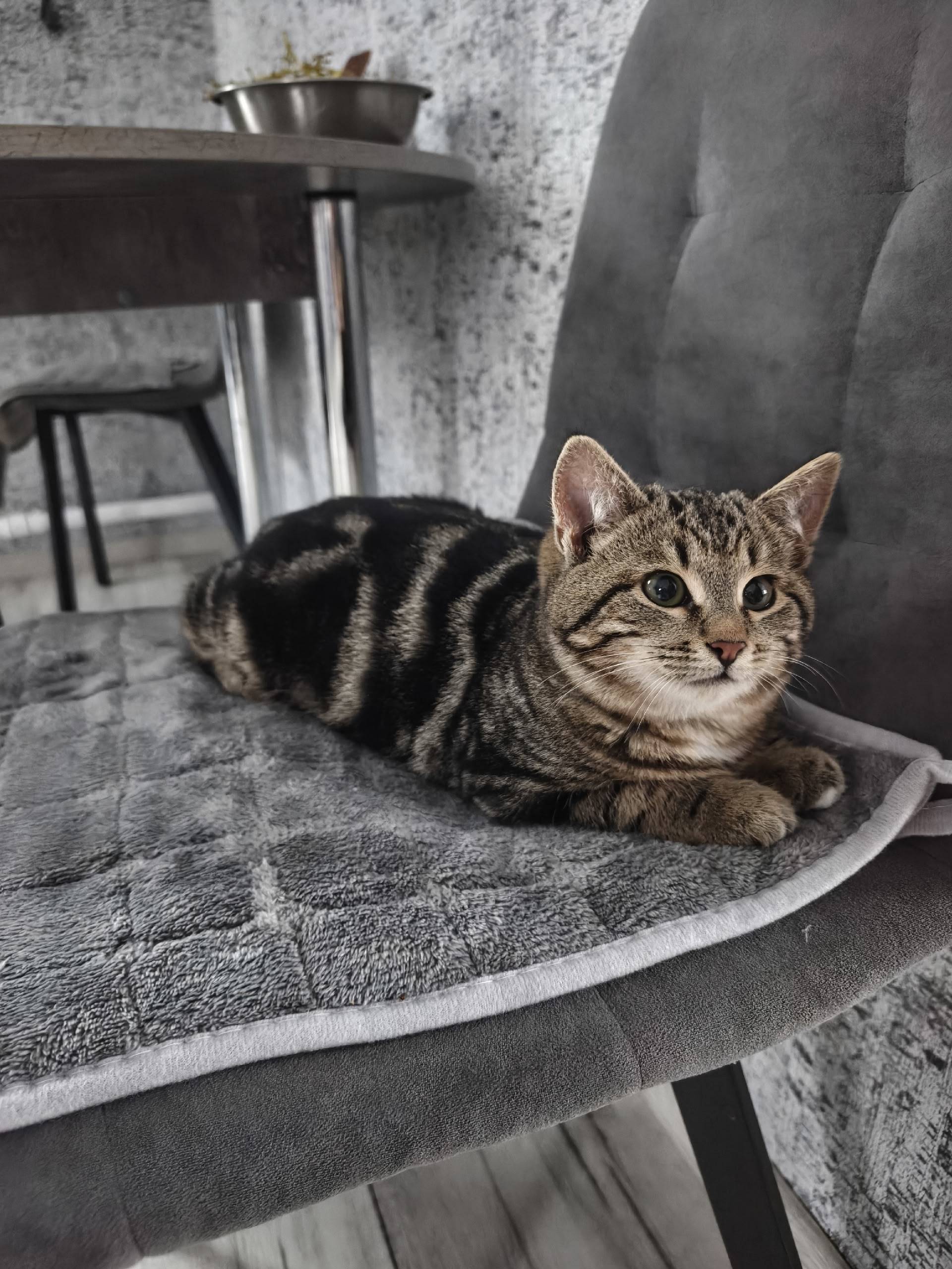 Пропал котёнок, ул. Петровская...