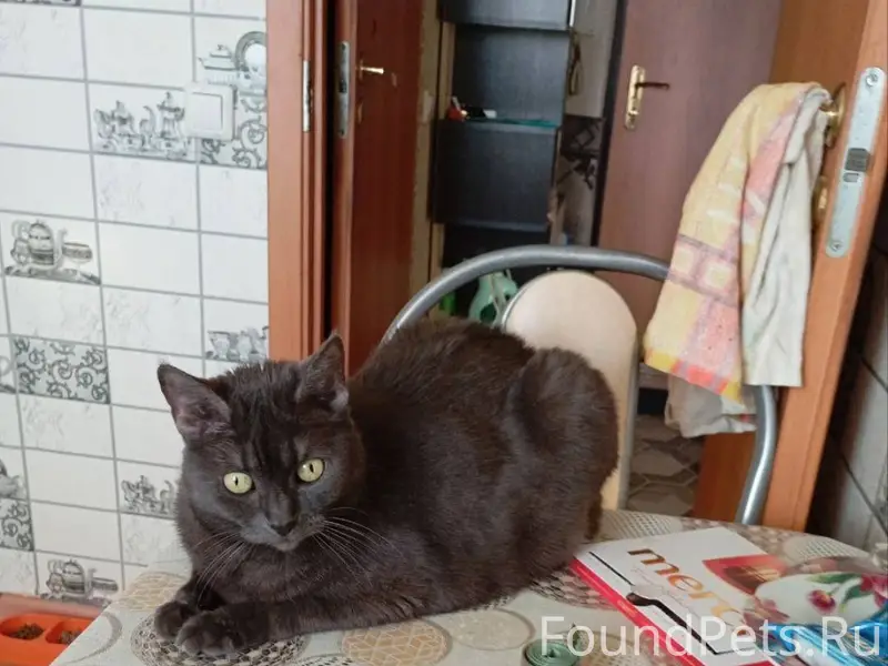 Пропала кошка. Район школы#5. ...