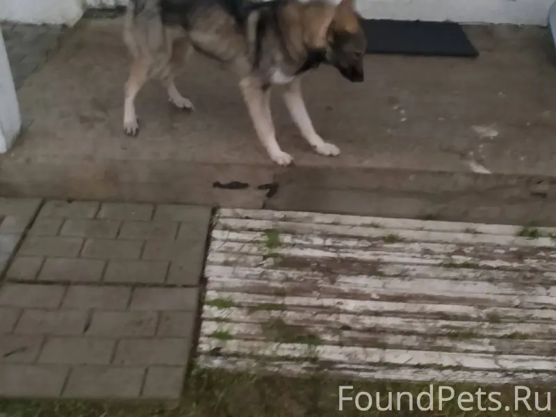 Кто потерял собаку с ошейником...