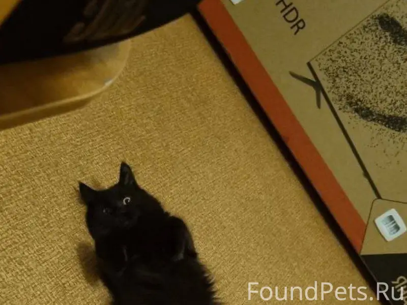 Пропал кот в 22м мкр Кличка...