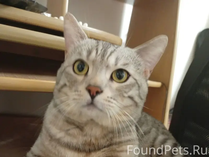 Пожалуйста, помогите найти кот...