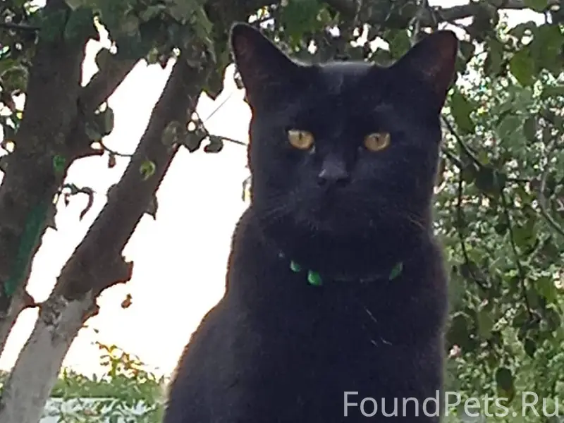 Пропал кот🥲. Кто видел его, по...