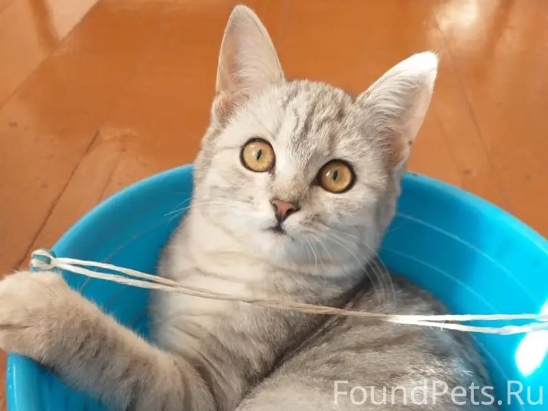 Опубликуйте пожалуйста! Пропал...