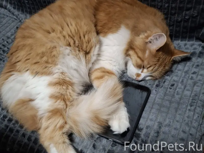 Пропал кот. Ориентировочно - У...