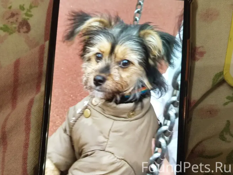 Срочно 🛑🙏🙏🙏🙏 пропала собака в ...