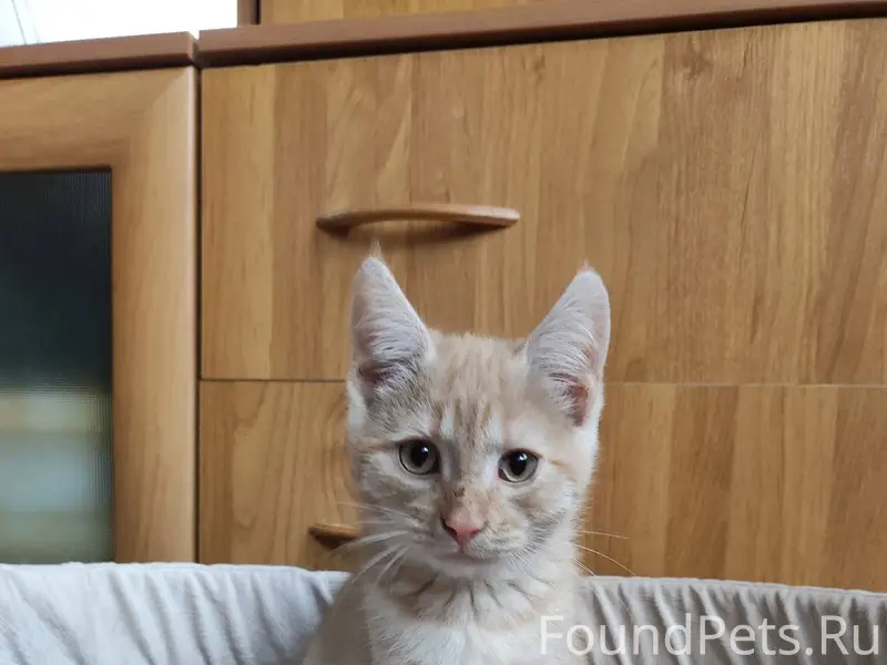 Финик. Ему месяца 3-4. Найден....