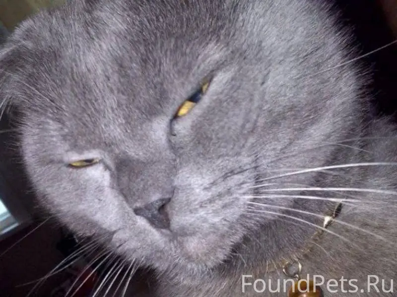 Пропал кот, в районе авангарда...