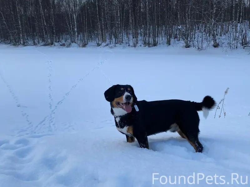 Пропала собака. Курт, мы снова...