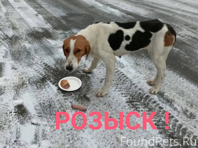 Около недели назад на охоте в....