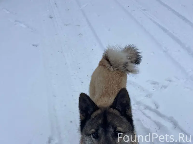 НАЙДЕНА (ЗАМЕЧЕНА) Прибилась с...