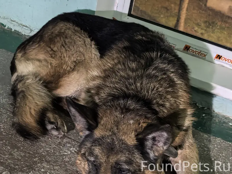 НАЙДЕН / ЗАМЕЧЕН НЕМЕЦКАЯ ОВЧА...