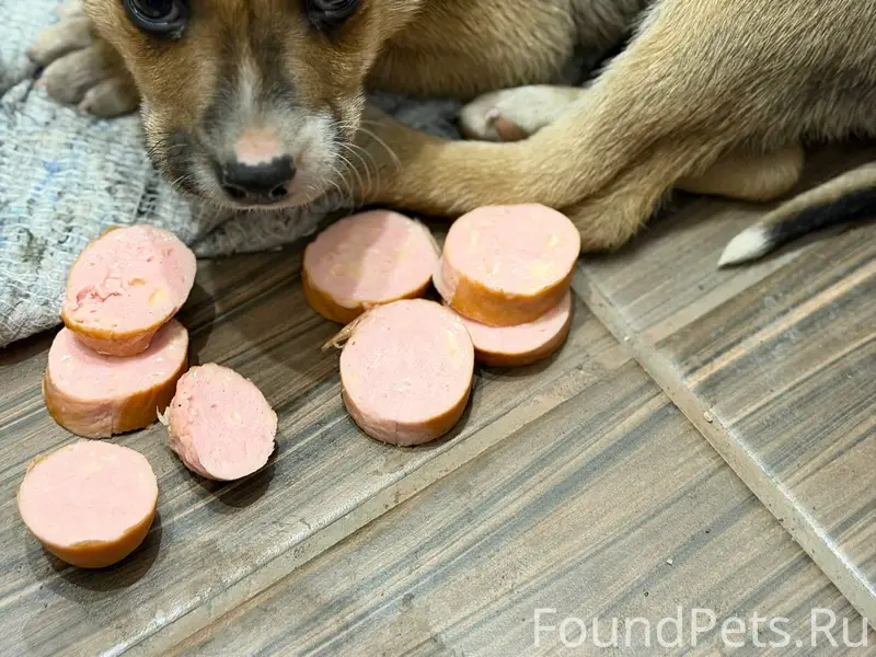 Найден маленький щенок. Обнару...