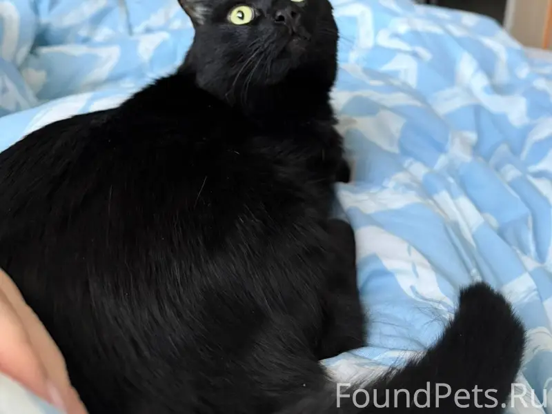 ПРОПАЛ КОТ! ПОМОГИТЕ НАЙТИ! Ко...