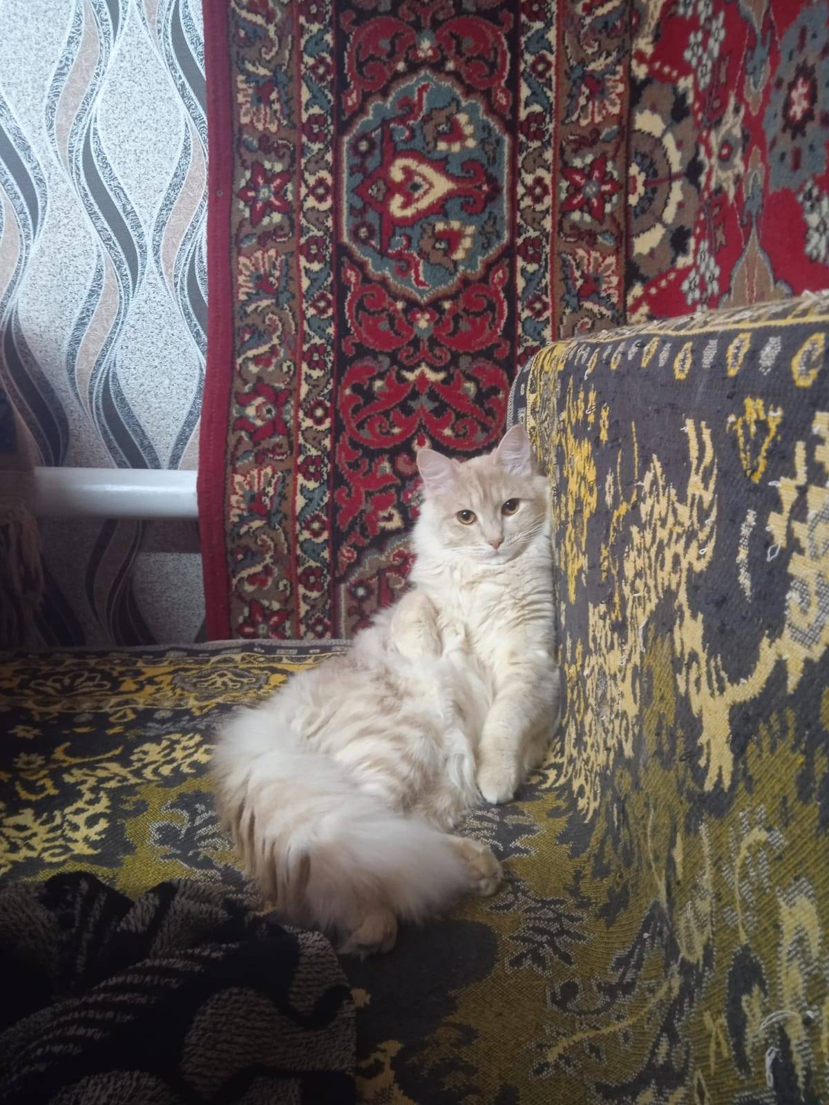 Пропал кот возраст 1,5 года...