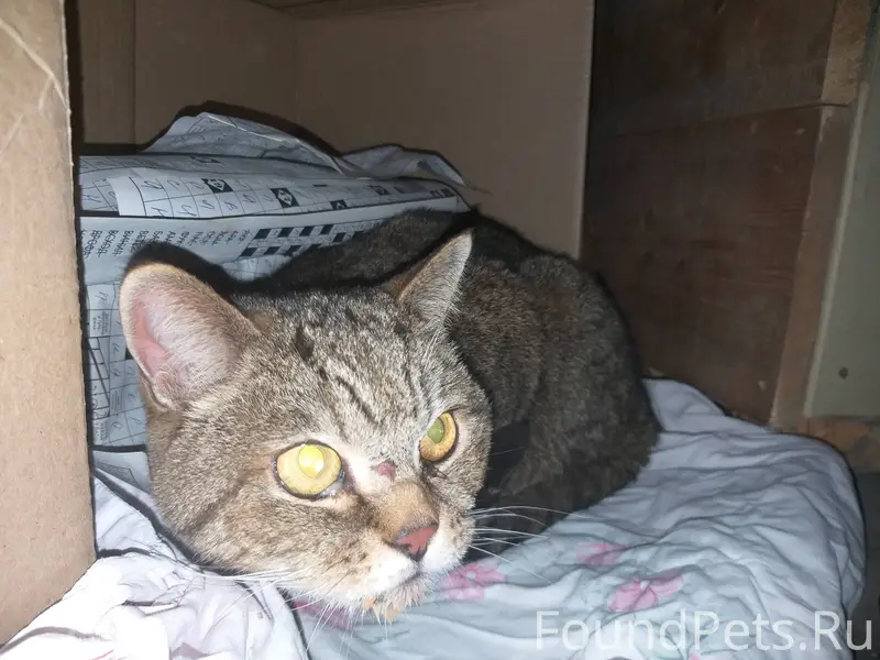 Найден кот во дворе дома №17.....