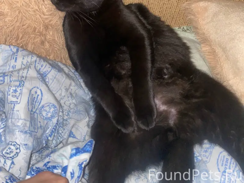 Пропал кот, зовут Бегемот, дом...