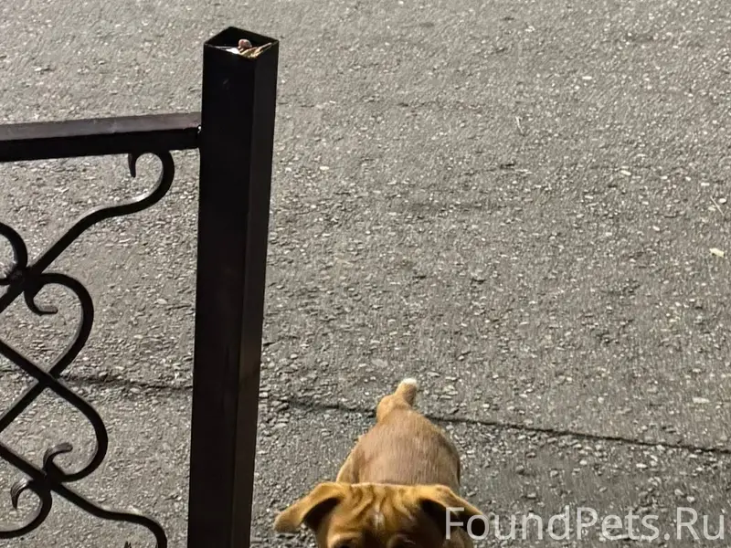 Видела собаку в Сочи, недалеко...