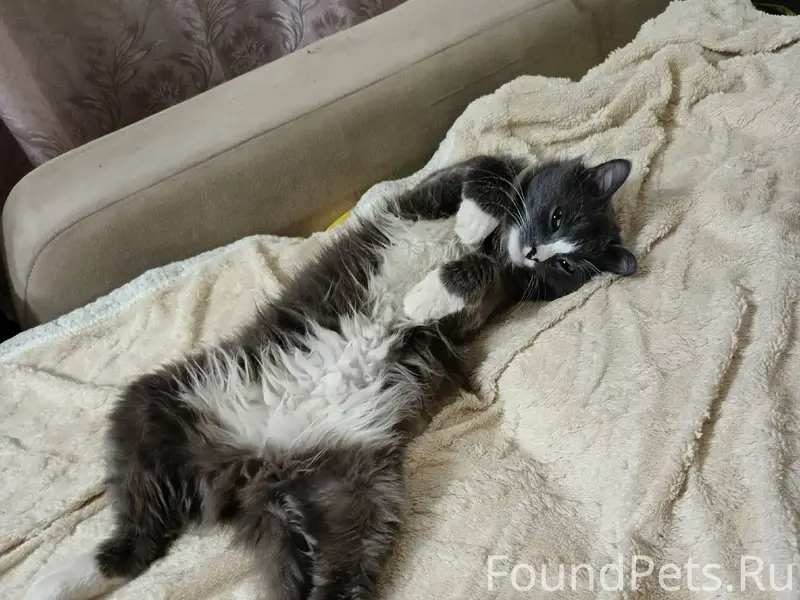 Пропал кот, в районе ул. Мичур...