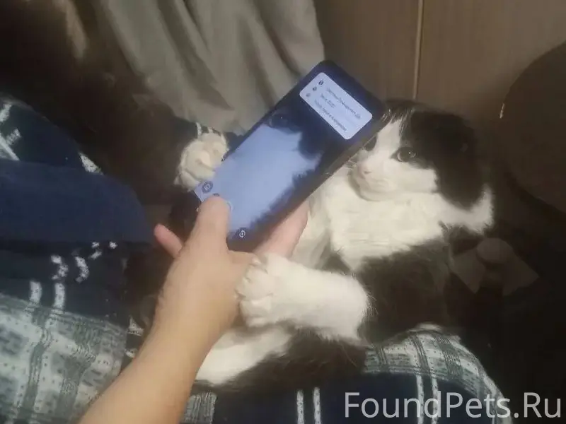 Пропал кот , его ждут дома, во...