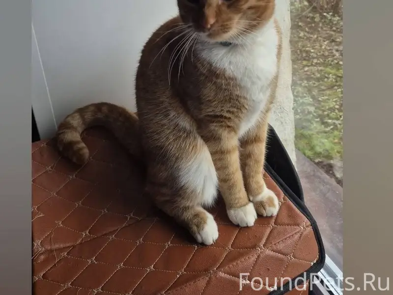 В посёлке Новосиньково пропал ...