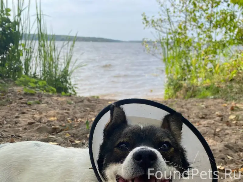 Внимание! Пропала собака! Д. Ф...