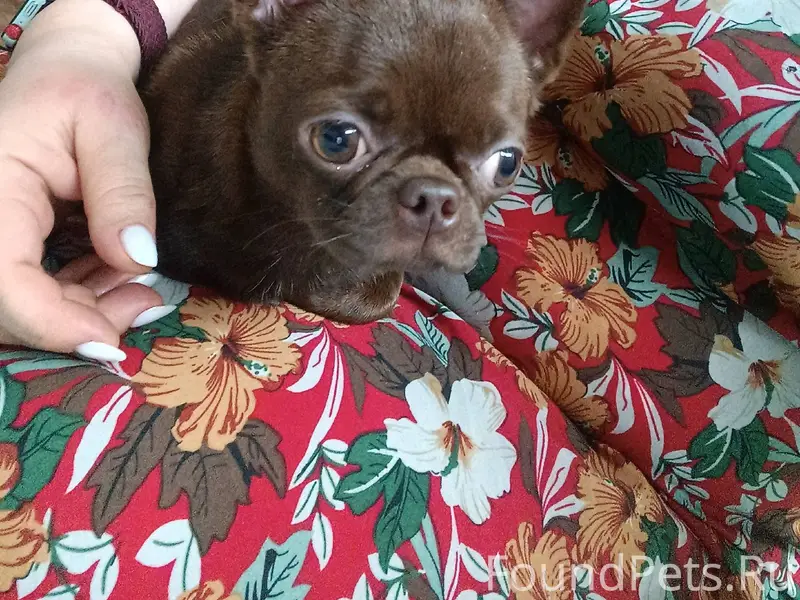 Найдена собака. Помогите найти...