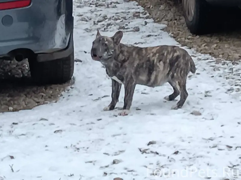 Может кто потерял собаку. Брод...